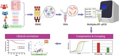 Type I interferon score is associated with the severity and poor prognosis in anti-MDA5 antibody-positive dermatomyositis patients